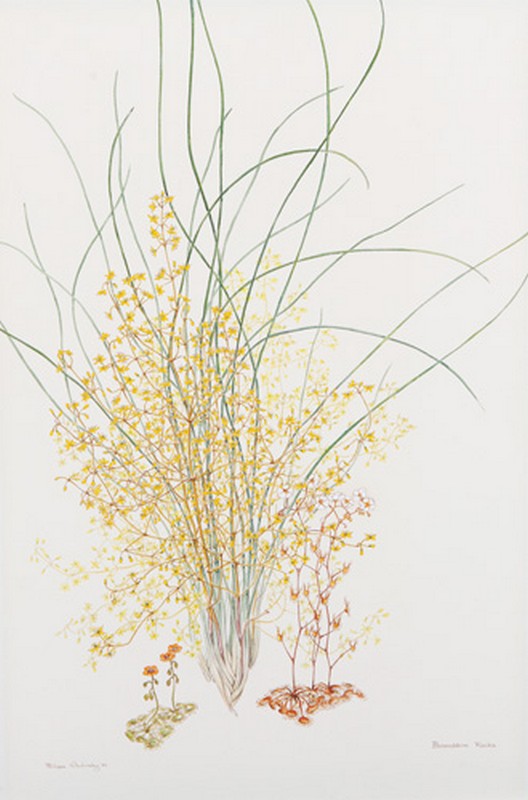 Philippa Nikulinsky. 1942-. Australia - Works in Past Sales