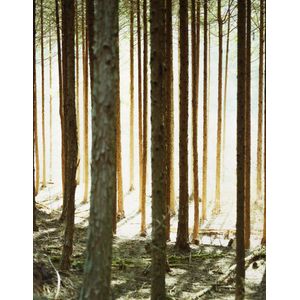 Dane Taylor. 1981-. Australia, New Zealand - Prices of Art at Auction