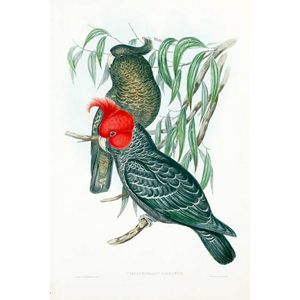 Prints & Graphics - John Gould - Page 2 - Australian Art Auction Records