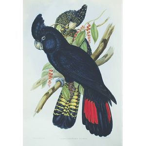 Prints & Graphics - John Gould - Australian Art Auction Records