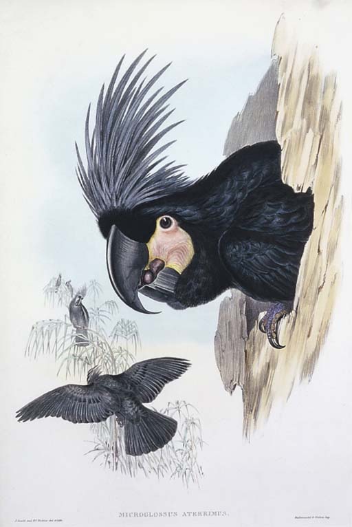 great palm cockatoo